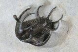 Spiny Ceratarges Trilobite #14678-2